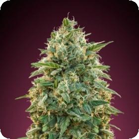 Amnesia  Feminised  Cannabis  Seeds  Advanced  Cannabis  Seeds 0