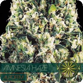 Amnesia  Haze  Auto  Feminised  Cannabis  Seeds  Vision  Cannabis  Seeds 0