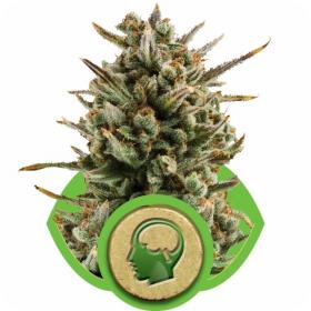 Amnesia Haze Automatic Feminised Cannabis Seeds Royal Queen Cannabis Seeds 0