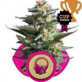 Amnesia  Haze  Feminised  Cannabis  Seeds  Royal  Queen  Cannabis  Seeds 0