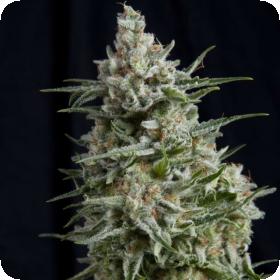 Anesthesia Feminised Seeds