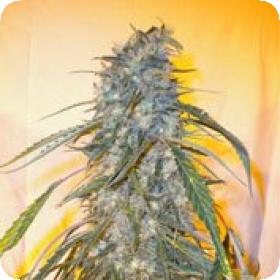 Annapurna Autoflowering Feminised Seeds