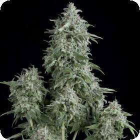 Anubis Feminised Seeds