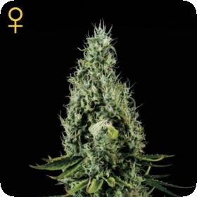 Arjan's Haze #3 Feminised Seeds