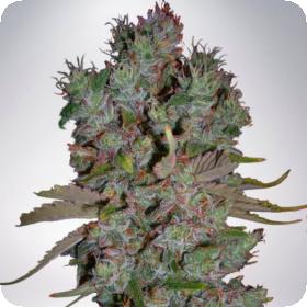 Blueberry Domina Auto Feminised Seeds