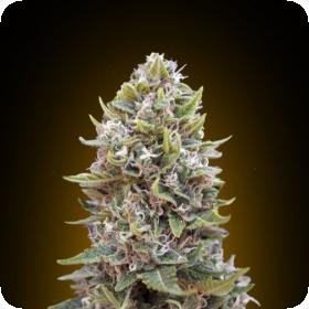 Auto  Cheese  Berry 9444 1