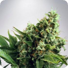 Auto  White  Widow  Feminized 1df