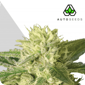 Auto #1 Auto Feminised Seeds