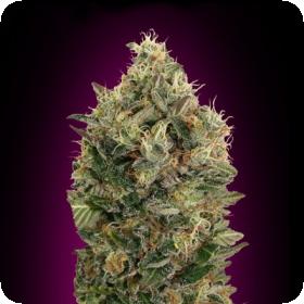 Auto  Black  Diesel