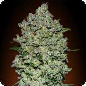 Collection #1 AUTOMATIC Feminised Seeds