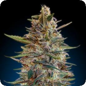Collection #2 AUTOMATIC Feminised Seeds