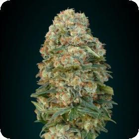 Collection #4 AUTOMATIC Feminised Seeds