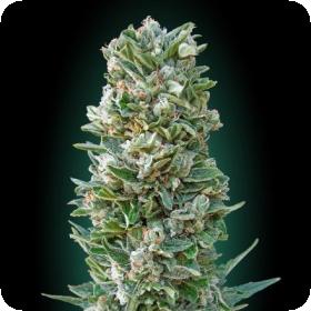 Auto Heavy Bud Advanced Cannabis Seeds