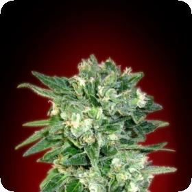 Auto  Kaya 47  Advanced  Cannabis  Seeds