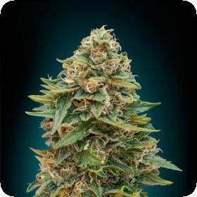 Skunk 47 Auto Feminised Seeds