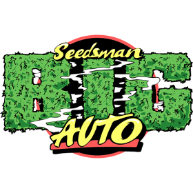 B  I  G   Auto  Feminised  Cannabis  Seeds  Cannabis  Seedsman