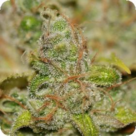 Badazz OG Cheese Feminised Seeds