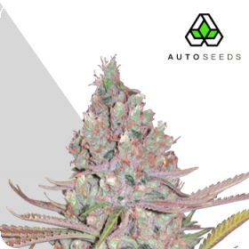 Berry  Ryder  Auto  Feminised  Cannabis  Seeds  Auto  Cannabis  Seeds 0