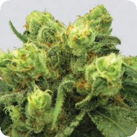 Big  Bud  Feminized  Jpg