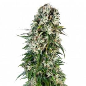 Big  Bud  Auto  Feminised  Cannabis  Seeds  Sensi  Cannabis  Seeds 0