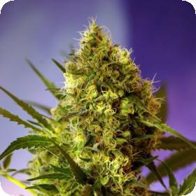 Big Devil FAST Version Feminised Seeds