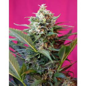 Big  Devil  Xl  Feminised  Cannabis  Seeds 0