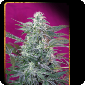 Big Foot Feminised Seeds