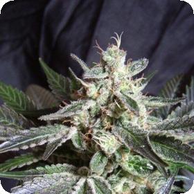 Black  Jack  Cannabis  Seeds 0