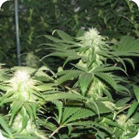 Blackberry Feminised Seeds