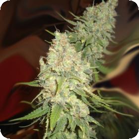 Blackberry OG CBD Regular Seeds