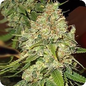 Blackberry OG Feminised Seeds