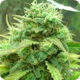 Blackjack  Feminized 5  Cannabis  Seeds 3 0