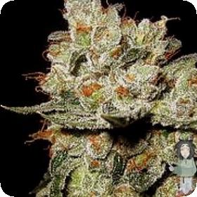 OG's Kush Feminised Seeds