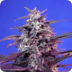 Bloody Skunk AUTO Feminised Seeds