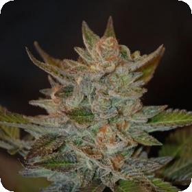 Blue OG Feminised Seeds