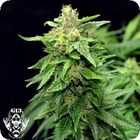 Blue Cindy Feminised Seeds