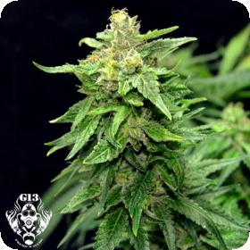 Blue Cindy Feminised Seeds