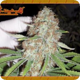 Blue Kripple Feminised Seeds