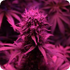 Blueberry  Auto  Feminised  Cannabis  Seeds
