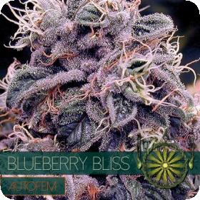 Blueberry Bliss AUTO Feminised Seeds