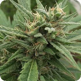 Blueberry Headband Auto Feminised Seeds