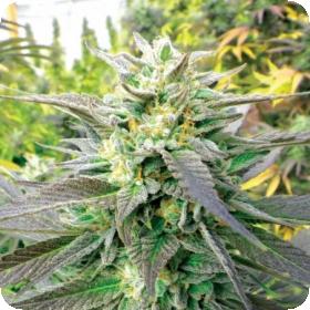 Blueberry  Headband  Cbd  Feminised  Cannabis  Seeds  Emerald  Triangle 0