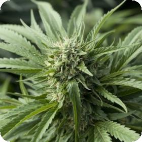 Blueberry  Headband  Feminised  Cannabis  Seeds  Emerald  Triangle 0