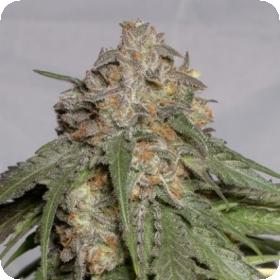 Blueberry Headband Feminised Seeds