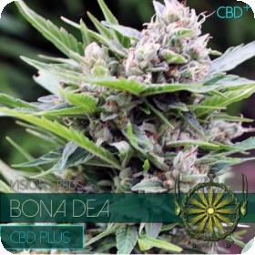 Bona Dea CDB+ Feminised Seeds