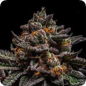 Braincake Feminised Seeds