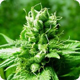 Brazil Amazonia Feminised Seeds