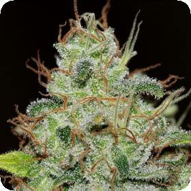 Bruce Banger FAST Feminised Seeds