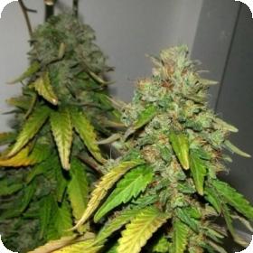 Bubba 76  Feminised  Cannabis  Seeds  Emerald  Triangle 0