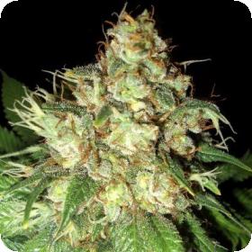 Bubba Cheese Auto Feminised Seeds